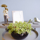 Arranjo De Folhagens Peperômia No Vaso Baixo De Vidro | Linha